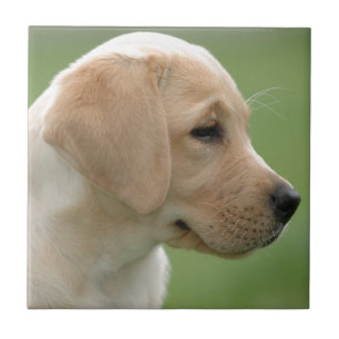 Yellow labrador retriever puppy tile