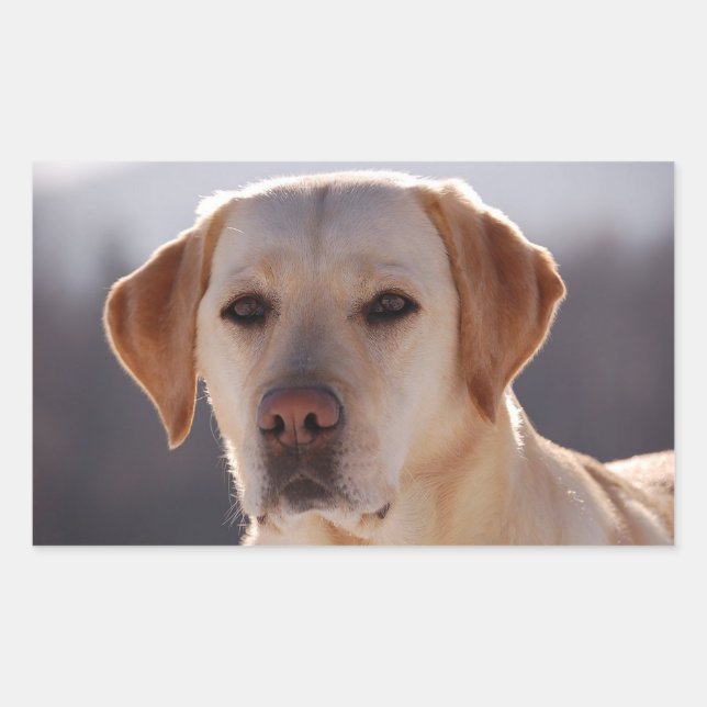 Yellow Labrador Retriever Rectangular Sticker (Front)