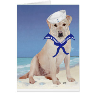 Yellow Labrador Retriever Sailor