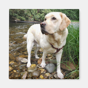 Yellow Labrador Retriever Stately Pose Magnet