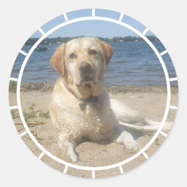 Yellow Labrador Retriever Stickers (Front)