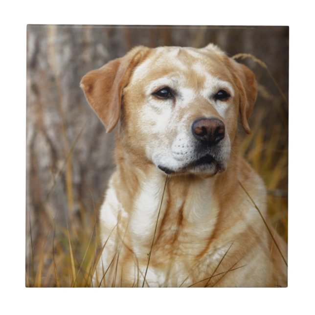 yellow labrador retriever tile (Front)