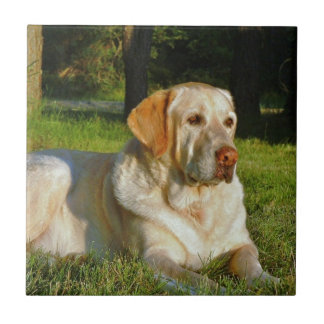 Yellow Labrador Retriever Tile