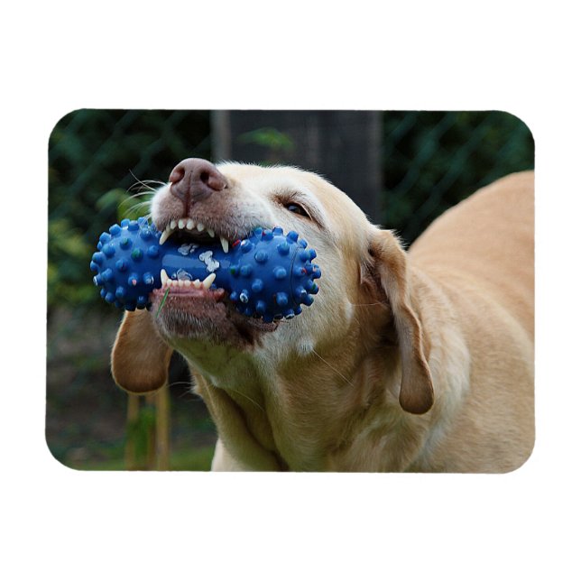 Yellow Labrador Retriever with Toy Magnet (Horizontal)