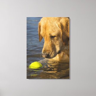 Yellow labrador with a tennis ball in the water canvas print