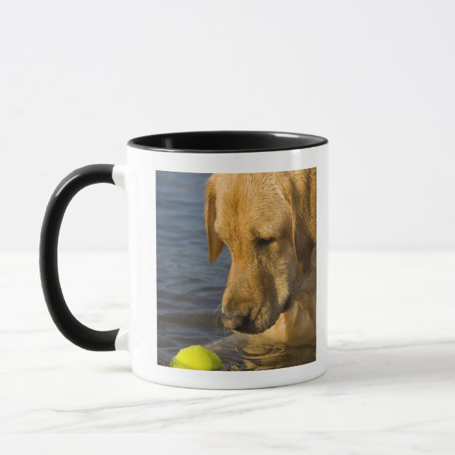 Yellow labrador with a tennis ball in the water mug (Left)