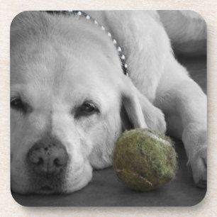 Yellow Labrador with old tennis ball Coaster