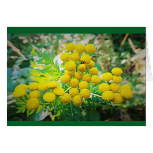 Yellow Lady Bug on Tansy Flowers