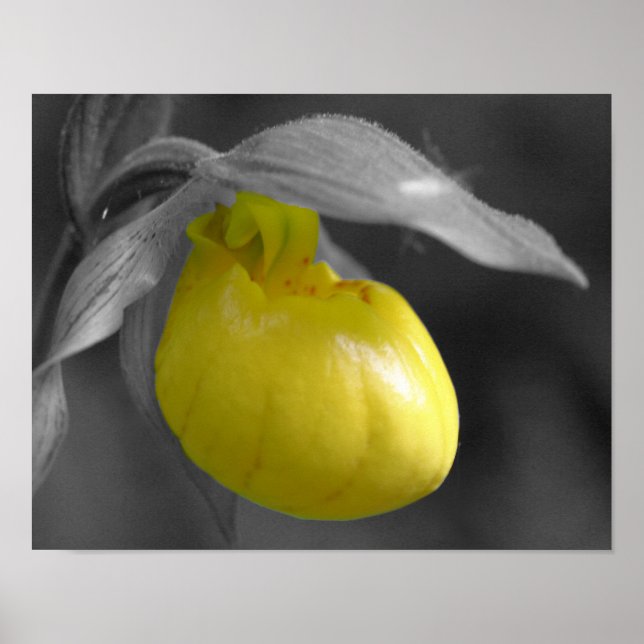 Yellow Lady Slipper Orchid Flower Partial Color Poster (Front)