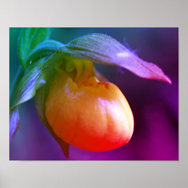 Yellow Lady Slipper Orchid Flower Tinted Poster (Front)