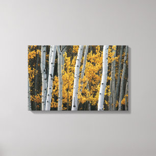 Yellow Leaves and White Tree Trunks Canvas Print