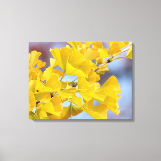 Yellow Leaves Ginkgo Tree Canvas Print (Front)