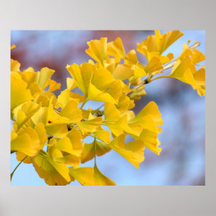 Yellow Leaves Ginkgo Tree Poster