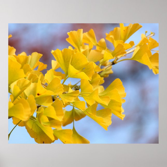 Yellow Leaves Ginkgo Tree Poster (Front)