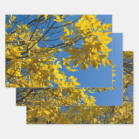 Yellow Leaves on Fall Ash Tree Nature Photography