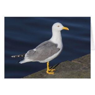 Yellow-Legged Gull