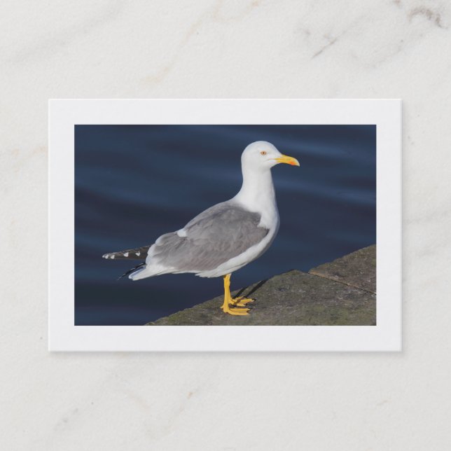 Yellow-Legged Gull (Bordered) Business Card (Front)