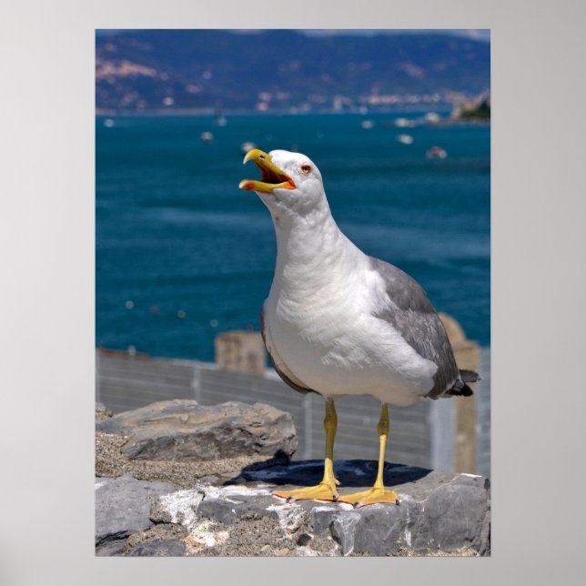 Yellow-legged Gull on rock  Poster (Front)