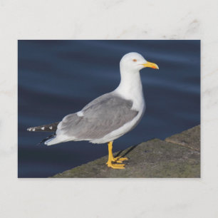 Yellow-Legged Gull Postcard