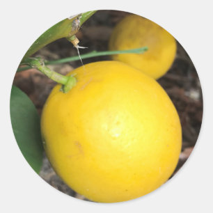 Yellow Lemons Classic Round Sticker