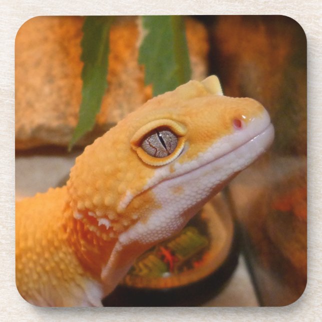 Yellow Leopard Gecko Coaster (Front)