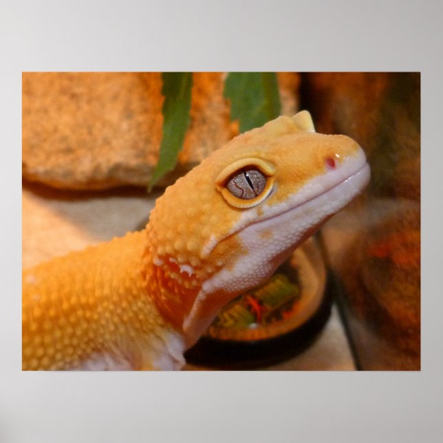 Yellow Leopard Gecko Lizard Poster (Front)