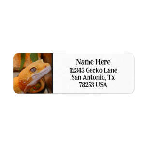 Yellow Leopard Gecko Return Address