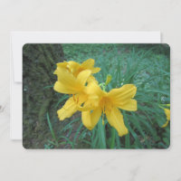 Yellow Lilies