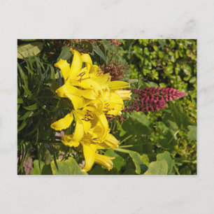 Yellow Lilies Postcard
