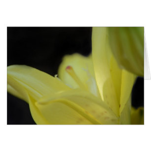Yellow Lily by Shirley Taylor
