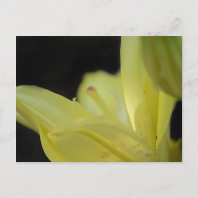 Yellow Lily by Shirley Taylor Postcard (Front)