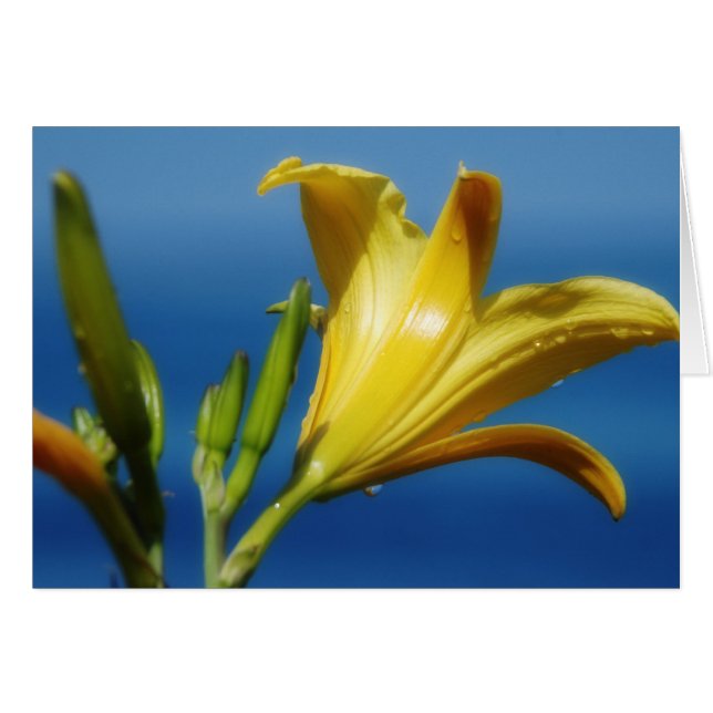 Yellow Lily Card (Front Horizontal)