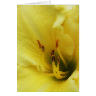 Yellow Lily Close Up Blank Card