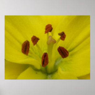 Yellow Lily Floral Print