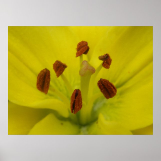 Yellow Lily Floral Print (Front)