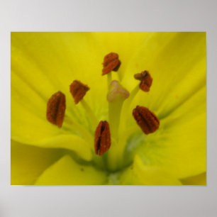 Yellow Lily Floral Print