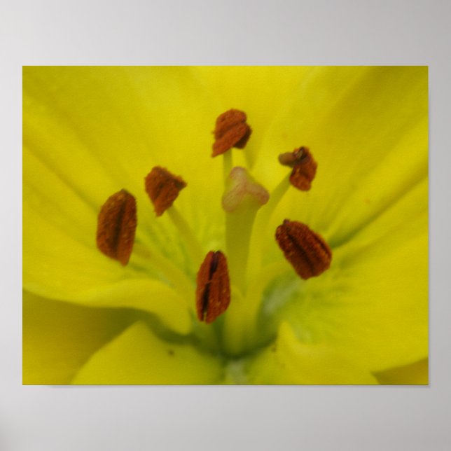 Yellow Lily Floral Print (Front)