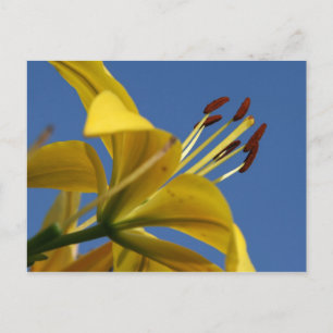 Yellow Lily Postcard