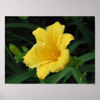 Yellow Lily Poster