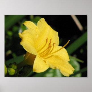Yellow Lily Poster