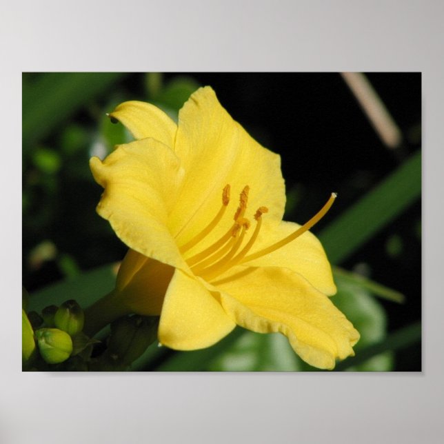 Yellow Lily Poster (Front)