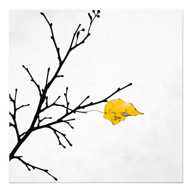 Yellow Lime Tree Leaf Photo Print (Front)