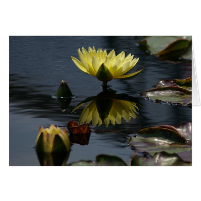 Yellow Lotus Waterlilies Card (Front Horizontal)