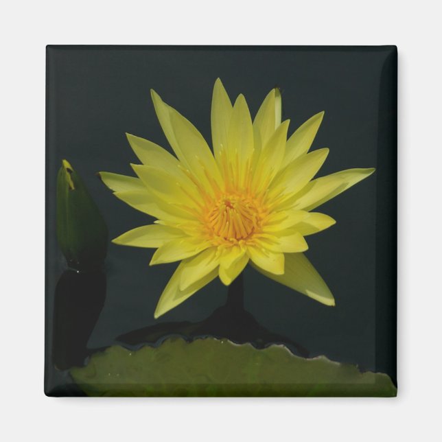 Yellow Lotus Waterlilies magnet (Front)