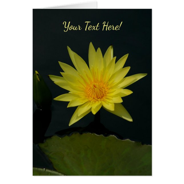 Yellow Lotus Waterlily (Front)