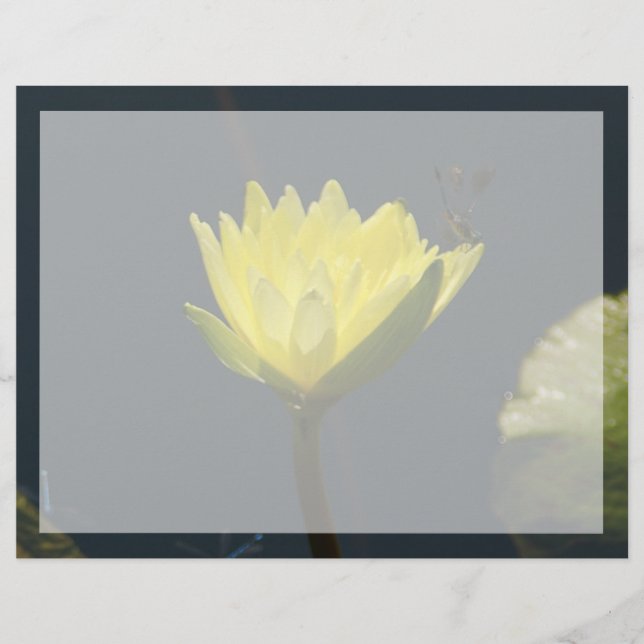 Yellow Lotus Waterlily Flower (Front)