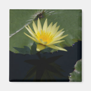 Yellow Lotus Waterlily magnet
