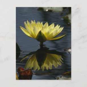 Yellow Lotus Waterlily Postcard