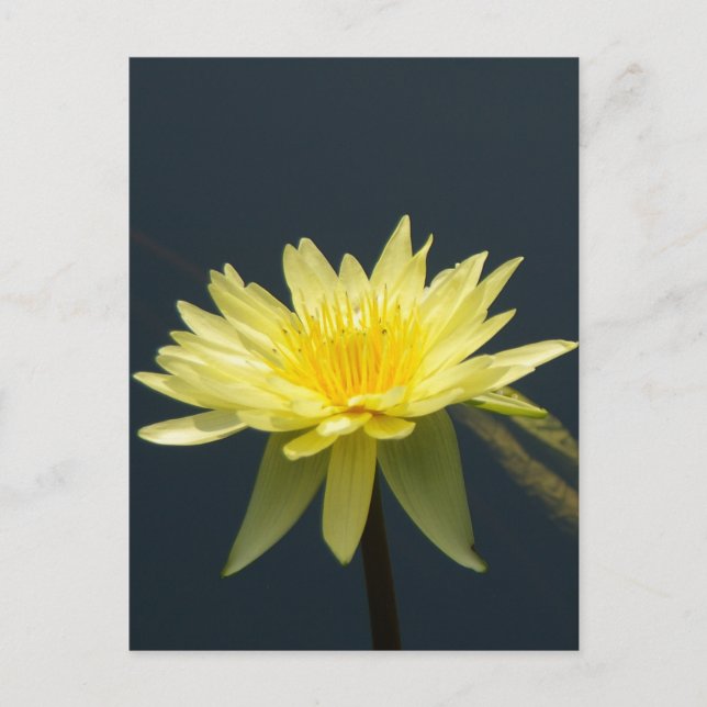 Yellow Lotus Waterlily Postcard (Front)