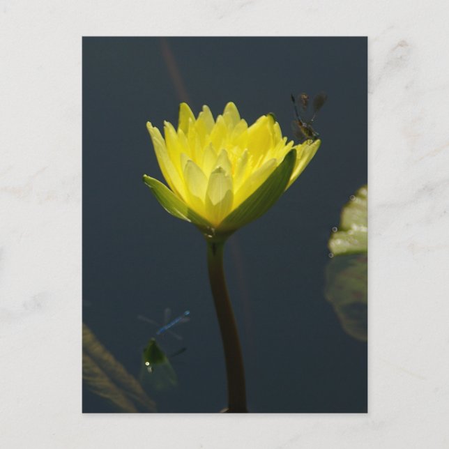 Yellow Lotus Waterlily Postcard (Front)